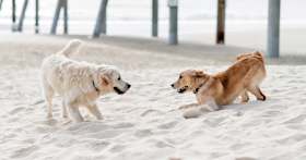 Labrador Retriever vs. Golden Retriever: Which Is Right for You?
