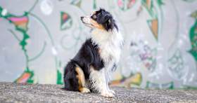 Mini Australian Shepherd: What to Know Before Adopting This Herding Breed