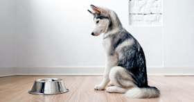 Why Won’t My New Puppy Eat?