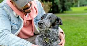 10 Red Flags Every Pet Parent Should Know Before Adopting a Dog