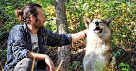 Thinking About Adopting a Wolfdog? Here’s What You Need to Know