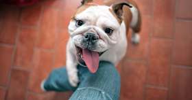 5 Signs Your Dog Needs to Be Neutered