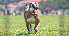 200+ Sports-Themed Names for Dogs