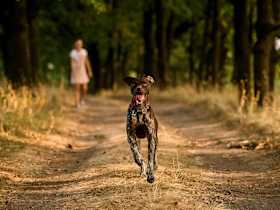 How Do I Keep My Dog From Escaping The Yard?