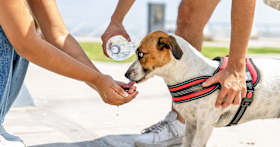 Summer Safety Tips for Pets