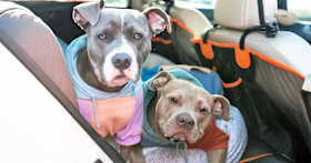 Pit Bull Mixes Deserve a Chance—Here’s Why