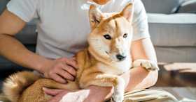 Why You Should Consider Adopting a Shiba Inu Mix