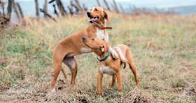 200+ Names for Dog Pairs—The Best Twin Dog Names