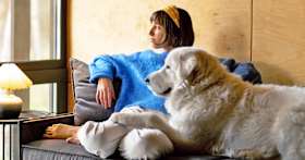 What Happens When Animal Control Is Called on You?