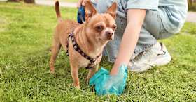 What Should You Do With Your Dog’s Poop?