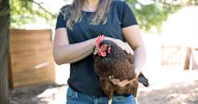 Backyard Chicken Adoption: What You Should Consider