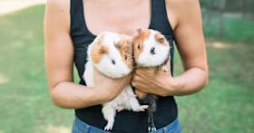 What to Consider When Adopting a Guinea Pig