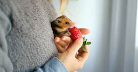 What to Consider When Adopting a Hamster