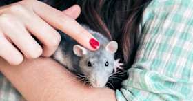 What You Need to Know Before Adopting a Pet Rat