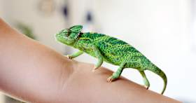 What to Consider When Adopting a Reptile