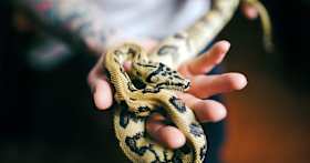 What to Consider When Adopting a Snake