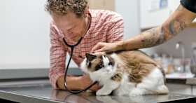 Which Vaccines Do Cats Need?