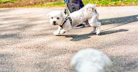 Why Does My Dog Bark at Other Dogs?