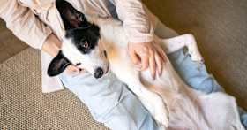 Why Does My Pet Have a Spay-Neuter Tattoo?