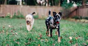 Do Wireless Dog Fences Work?
