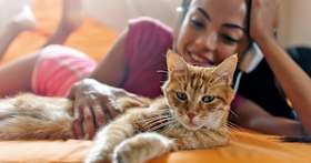 Orange Cat Energy: Reasons to Adopt an Orange Cat