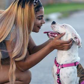 Are Pit Bulls Dangerous? Stereotypes About Pit Bull-Type Dogs