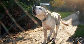 Can You Get Fined for a Barking Dog?