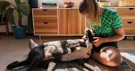 Fostering a Dog: How to Foster Dogs