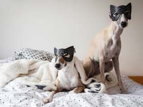 Spooky Halloween-Themed Names for Your Dog