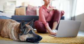 How Do I Find a Good Home for My German Shepherd?