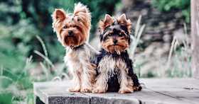 How Do I Find a Good Home for My Yorkie?