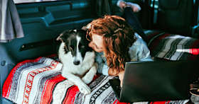How Do I Give Up My Border Collie?