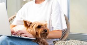 How Do I Give Up My Yorkie?