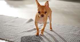 How Do I Stop My Dog From Peeing In The House?