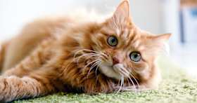 How Do You Get Rid Of Cat Allergies?