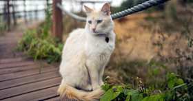 Everything to Know About Microchipping Cats