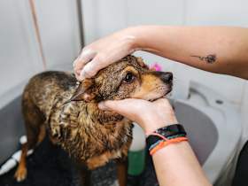 How Shelters Prepare Your Dog for Adoption