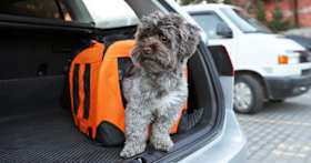 How to Choose a Travel Carrier (or Crate) for Your New Dog