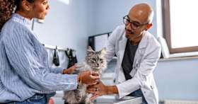 How to Choose a Vet for My Cat?