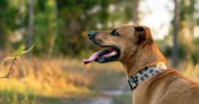 Why Microchipping Your Dog Is a Must
