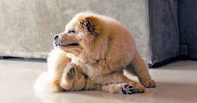 How Do You Get Rid of Ringworm on a Dog?