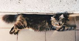 How to Recognize and Manage Cat Hypothyroidism