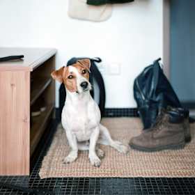 Stop Your Dog’s Territorial Marking Inside