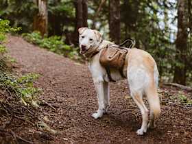 TSA Dog Adoption: Adopting Former TSA Pups
