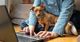 How to Determine Your Dog’s Breed Mix