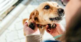 What Is a Natural Sedative For a Dog?