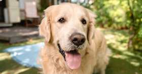 What is a Reasonable Rehoming Fee for a Golden Retriever?