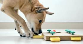 What Natural Remedy Can I Give My Dog For Anxiety?