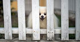 What Type of Dog Fence Should I Get?