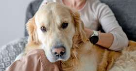 Where Can I Put a Golden Retriever Up for Adoption?